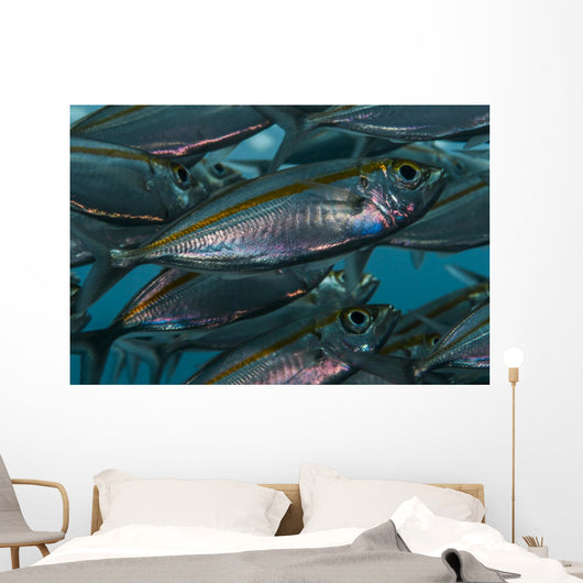 Oxeye Scad Raja Ampat Close-up Wall Decal