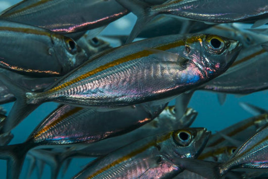 Oxeye Scad Raja Ampat Close-up Wall Decal