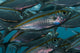 Oxeye Scad Raja Ampat Close-up Wall Decal