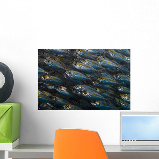 Oxeye Scad Raja Ampat Large School Wall Decal