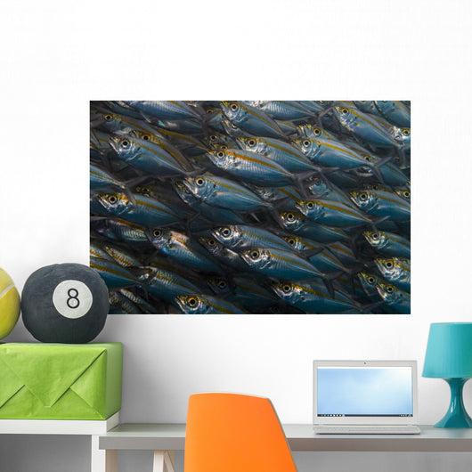 Oxeye Scad Raja Ampat Large School Wall Decal