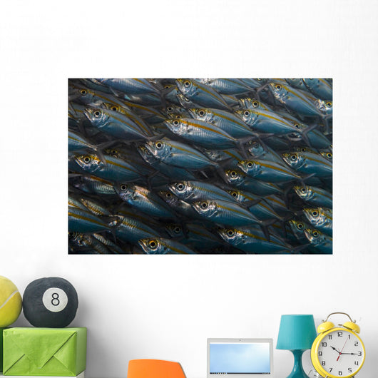 Oxeye Scad Raja Ampat Large School Wall Decal