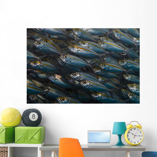 Oxeye Scad Raja Ampat Large School Wall Decal