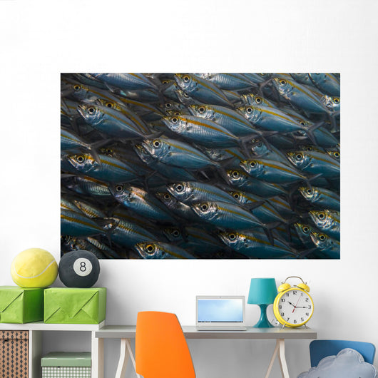 Oxeye Scad Raja Ampat Large School Wall Decal
