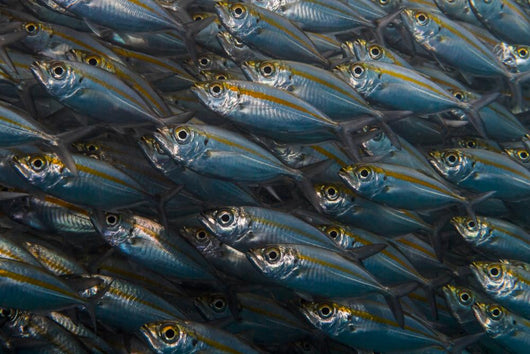 Oxeye Scad Raja Ampat Large School Wall Decal