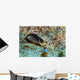 Chelidonura Amoena Bergh Raja Wall Decal