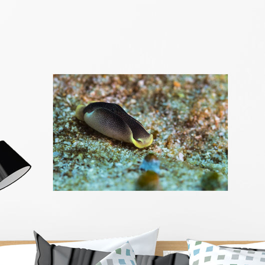 Chelidonura Amoena Bergh Raja Wall Decal