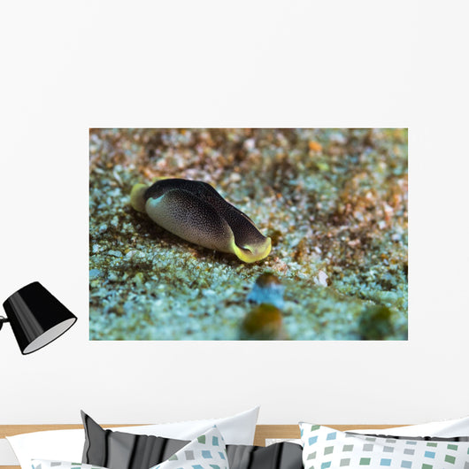 Chelidonura Amoena Bergh Raja Wall Decal