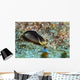 Chelidonura Amoena Bergh Raja Wall Decal