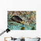 Chelidonura Amoena Bergh Raja Wall Decal