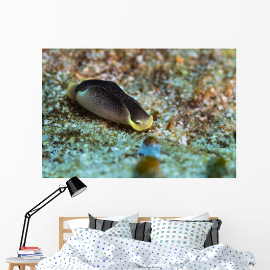 Chelidonura Amoena Bergh Raja Wall Decal