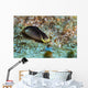Chelidonura Amoena Bergh Raja Wall Decal
