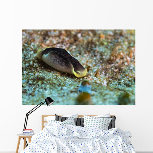 Chelidonura Amoena Bergh Raja Wall Decal
