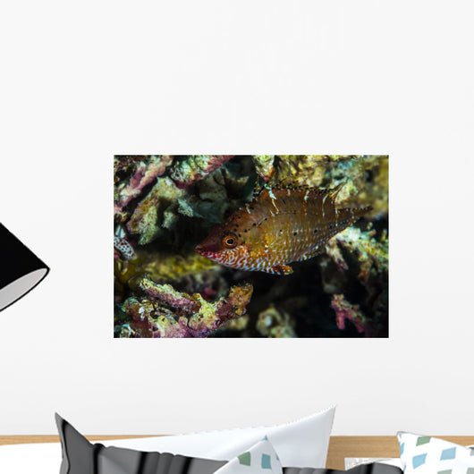 Wrasse Raja Ampat Indonesia Wall Decal
