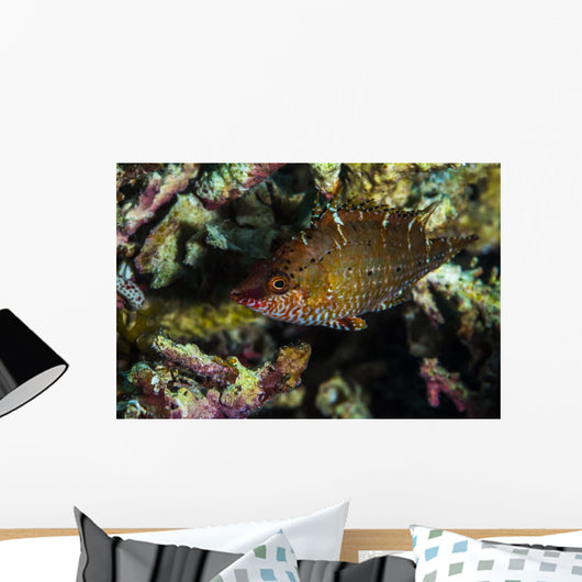Wrasse Raja Ampat Indonesia Wall Decal