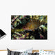 Wrasse Raja Ampat Indonesia Wall Decal