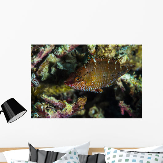 Wrasse Raja Ampat Indonesia Wall Decal