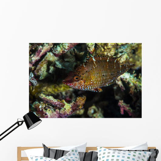 Wrasse Raja Ampat Indonesia Wall Decal