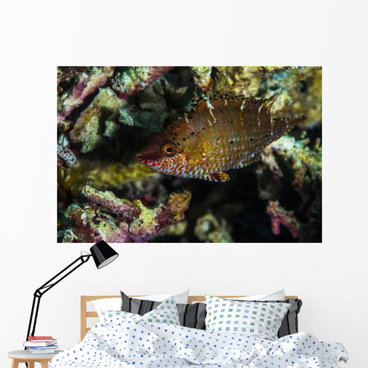 Wrasse Raja Ampat Indonesia Wall Decal