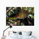 Wrasse Raja Ampat Indonesia Wall Decal