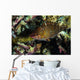 Wrasse Raja Ampat Indonesia Wall Decal
