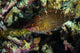 Wrasse Raja Ampat Indonesia Wall Decal