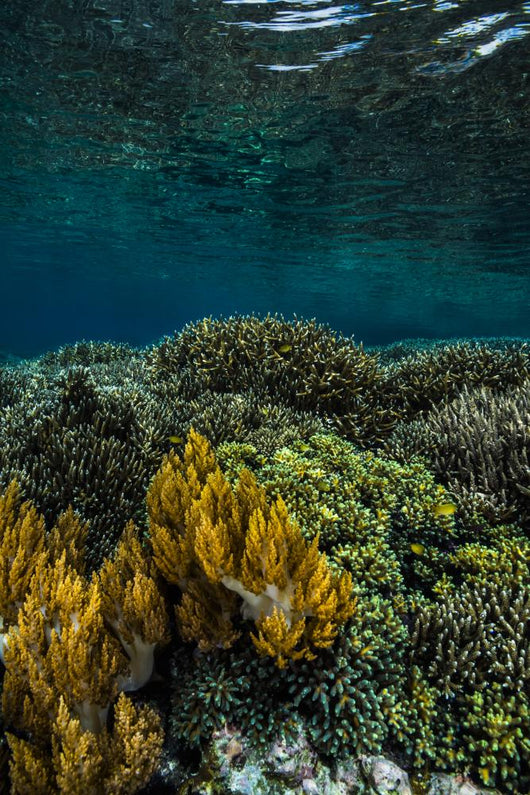 Coral Reef Raja Ampat Vertical Wall Decal