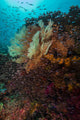 Coral Reef Raja Ampat School of Fish Wall Decal