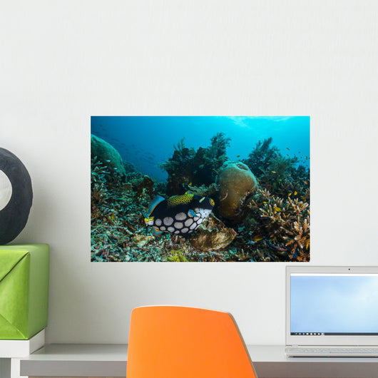 Clown Triggerfish Raja Ampat Wall Decal