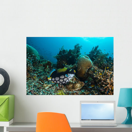 Clown Triggerfish Raja Ampat Wall Decal