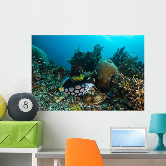 Clown Triggerfish Raja Ampat Wall Decal