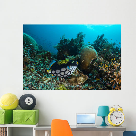 Clown Triggerfish Raja Ampat Wall Decal