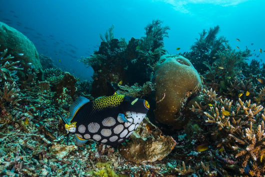 Clown Triggerfish Raja Ampat Wall Decal