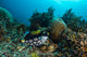 Clown Triggerfish Raja Ampat Wall Decal
