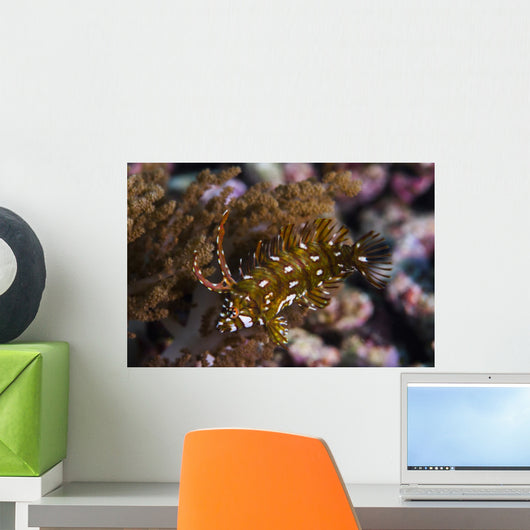 Rockmover Wrasse Raja Ampat Wall Decal