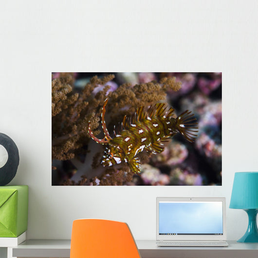 Rockmover Wrasse Raja Ampat Wall Decal