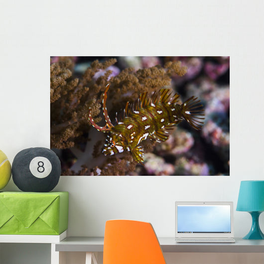 Rockmover Wrasse Raja Ampat Wall Decal