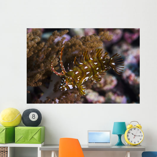 Rockmover Wrasse Raja Ampat Wall Decal