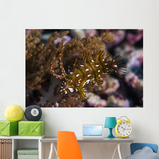 Rockmover Wrasse Raja Ampat Wall Decal