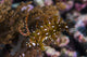 Rockmover Wrasse Raja Ampat Wall Decal