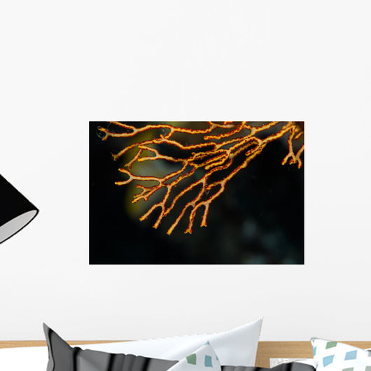 Coral Raja Ampat Indonesia Wall Decal