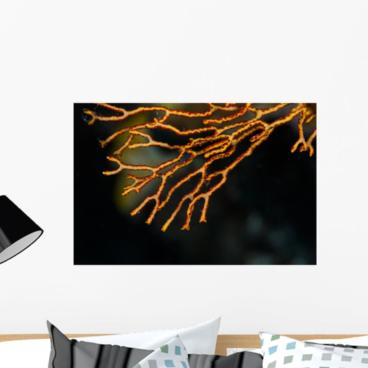 Coral Raja Ampat Indonesia Wall Decal