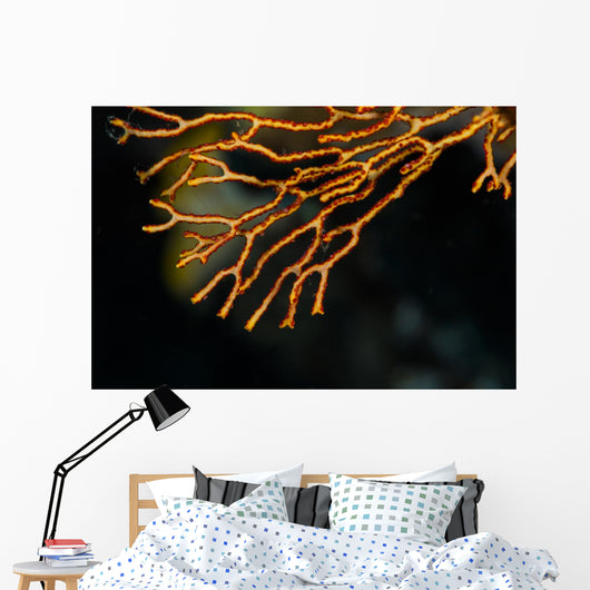 Coral Raja Ampat Indonesia Wall Decal