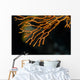 Coral Raja Ampat Indonesia Wall Decal