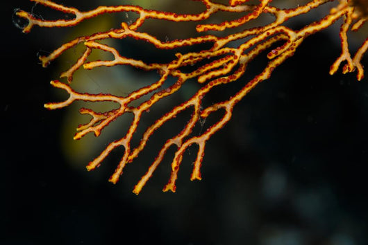 Coral Raja Ampat Indonesia Wall Decal
