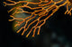 Coral Raja Ampat Indonesia Wall Decal