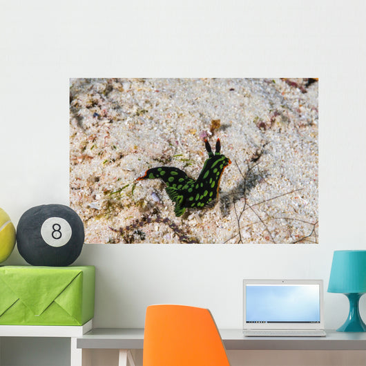Nembrotha Yonowae Nudibranch Raja Wall Decal