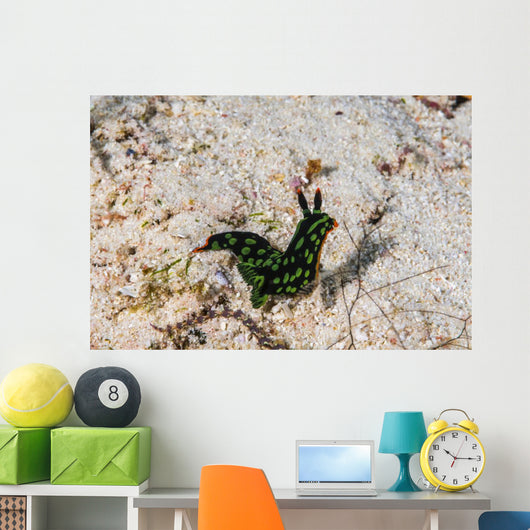 Nembrotha Yonowae Nudibranch Raja Wall Decal
