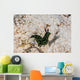 Nembrotha Yonowae Nudibranch Raja Wall Decal