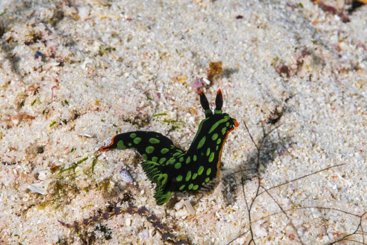 Nembrotha Yonowae Nudibranch Raja Wall Decal